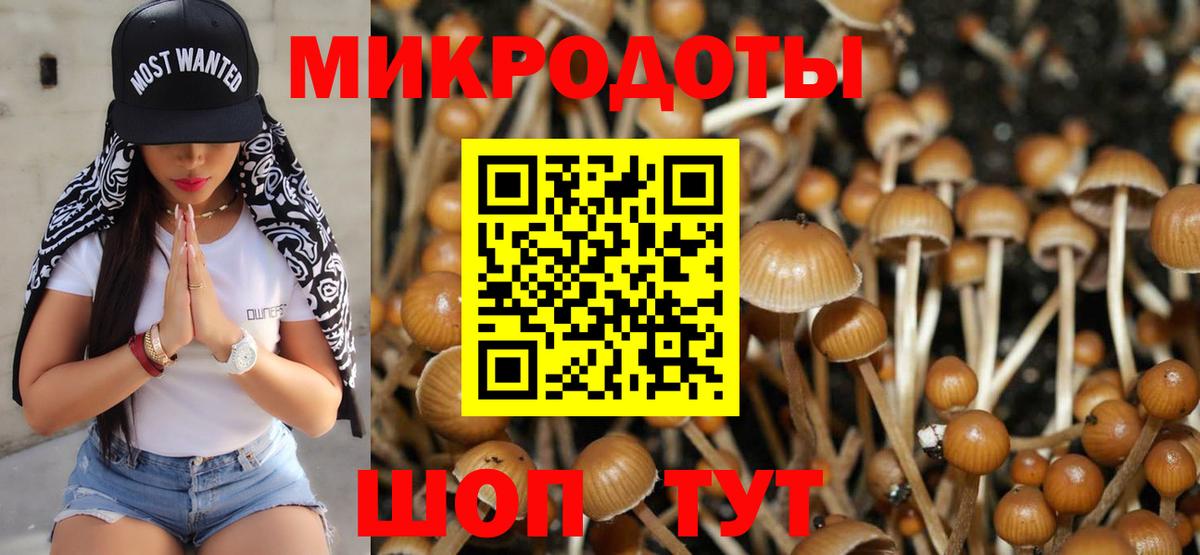 Галлюциногенные грибы Psilocybe Воркута